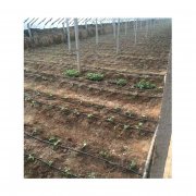 单县农业温室大棚滴灌带推荐型号