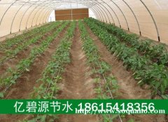 郓城蔬菜大棚滴灌技术安装使用视频