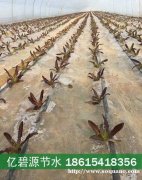 定陶大棚灌溉系统农业滴灌管成本