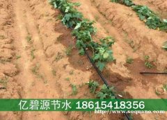 单县蔬菜大棚边缝式滴灌带工作压力