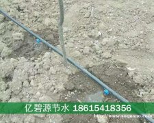 牡丹苗木如何安装滴灌设备比较好