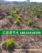 曹县花卉苗木滴灌16pe管厂家