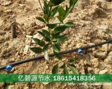 巨野果苗苗木怎么安装滴灌水管