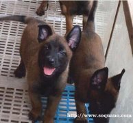 曲靖买狗 曲靖买马犬 曲靖周边养狗场