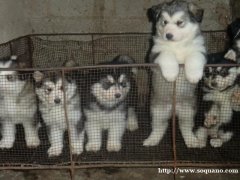 玉溪买狗哪里好 附近狗场阿拉斯加出售