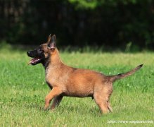 保山买狗 昌宁县买狗 买马犬请进