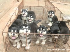 华坪县买阿拉斯加请进 狗场专业繁殖出售阿拉斯加